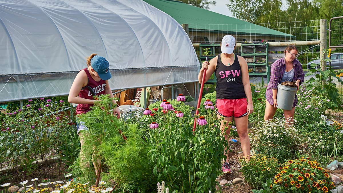 Students volunteer at the Colgate Community Garden