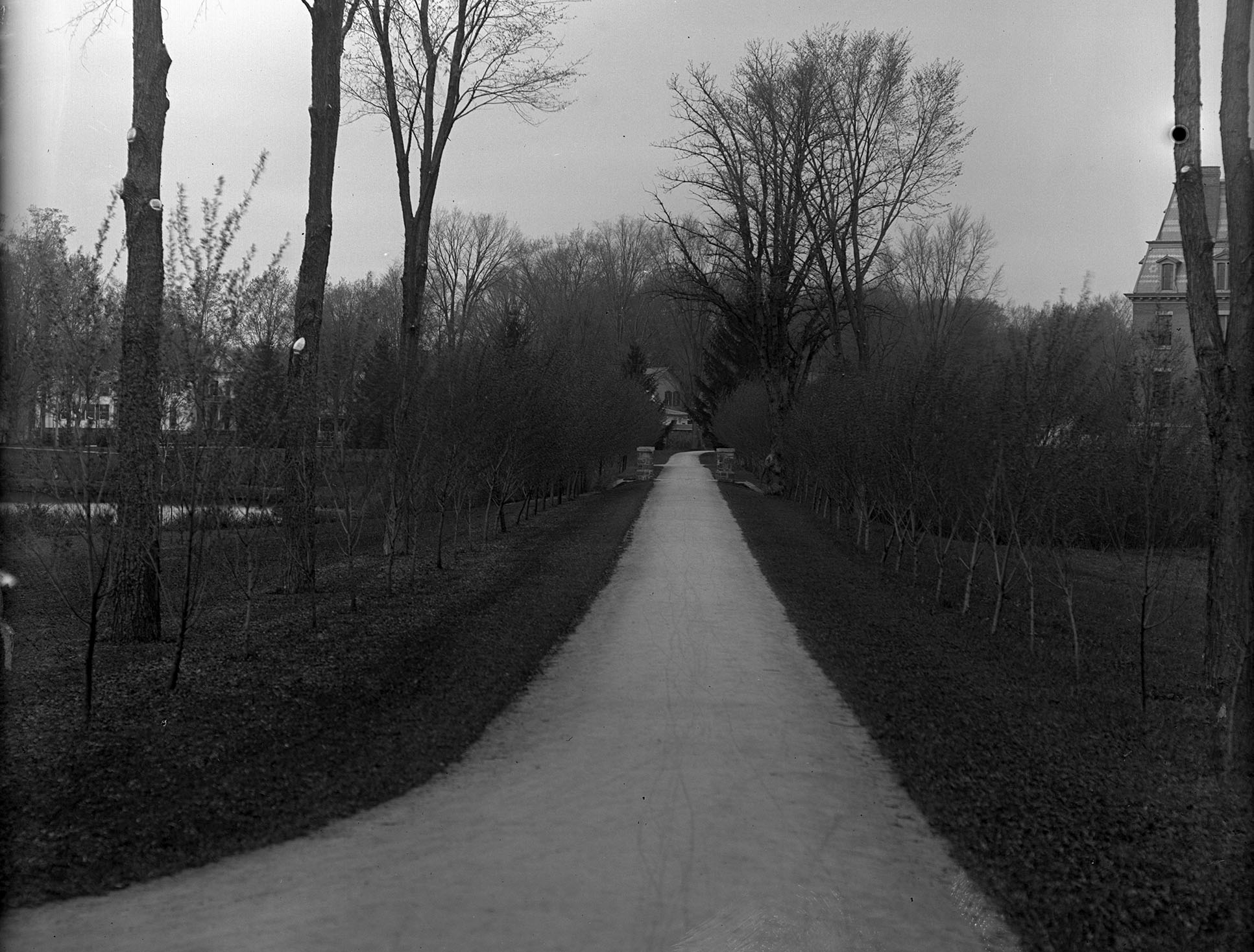 Willow path with saplings